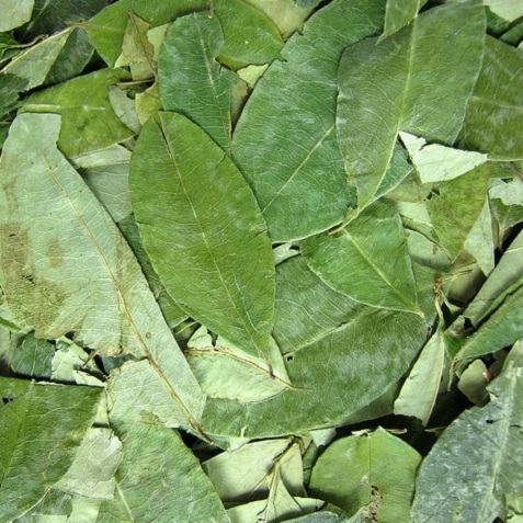 coca-leaves-for-sale Dubai, UK, Asia, Canada, USA, EU