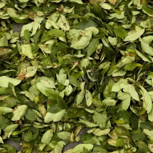 Coca leaves
